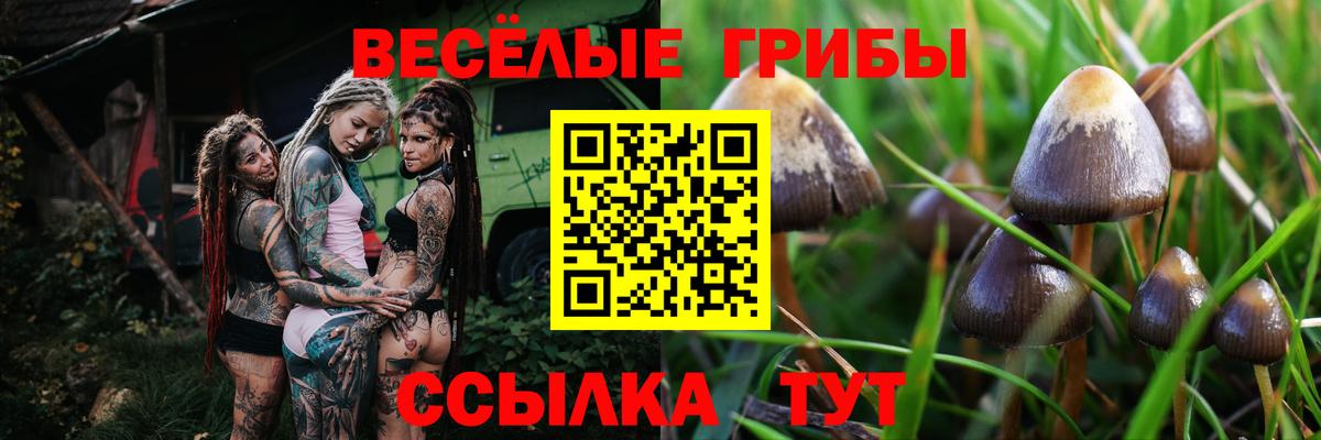 Галлюциногенные грибы прущие грибы  Галлюциногенные грибы прущие грибы  Вход с VPN  Гуково 
